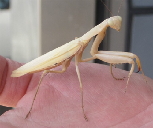 White Praying Mantis Meaning and Information 2