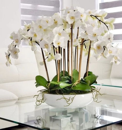 Orchid Care Tips