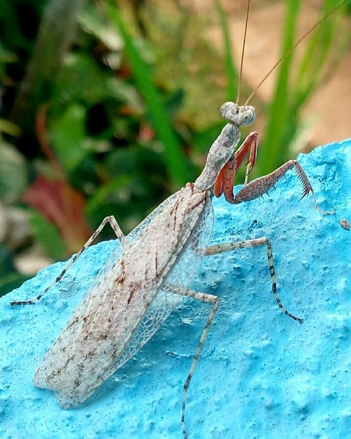 White Praying Mantis Meaning and Information