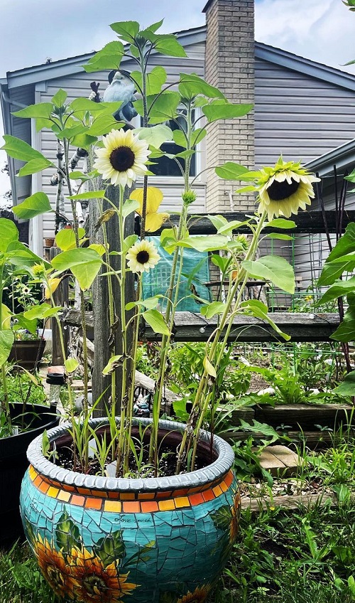 Best White Sunflower Varieties