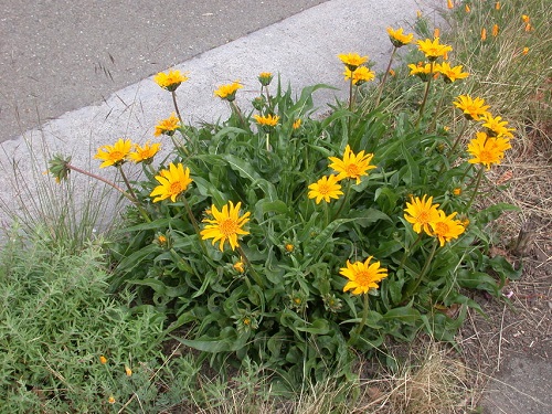 Wild Flowers in California 12