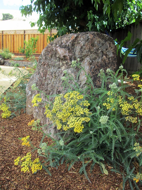 50 Most Beautiful Yellow Perennial Flowers 25