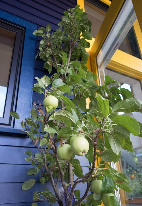 Different Types of Green Apple Varieties