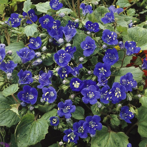 White Flowers with Purple Center 9