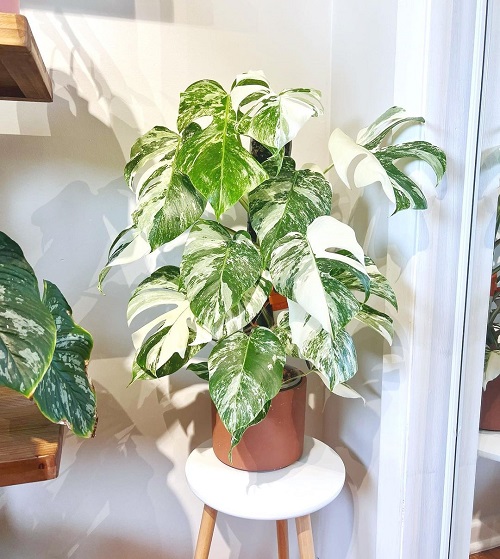 Monstera Albo Care 3