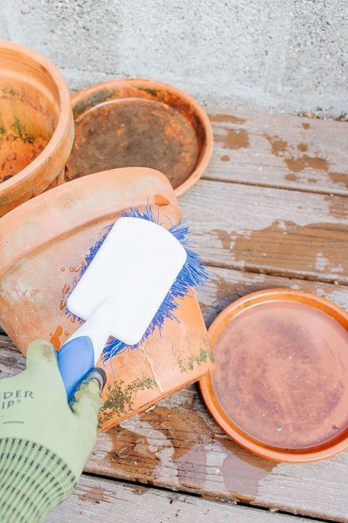 How to Get Rid of Mold on Clay and Terracotta Pots 2