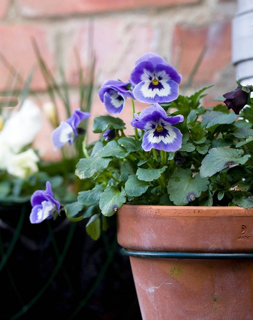 White Flowers with Purple Center 5