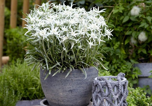 Edelweiss Flower 8