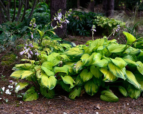 Best Purple Hostas 5