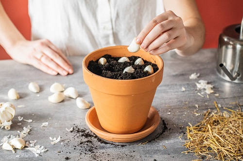 Garlic Growing Hacks 55