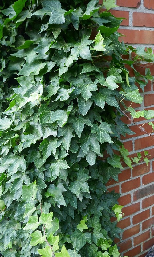 Best Evergreen Vines for Year-Round Interest 5