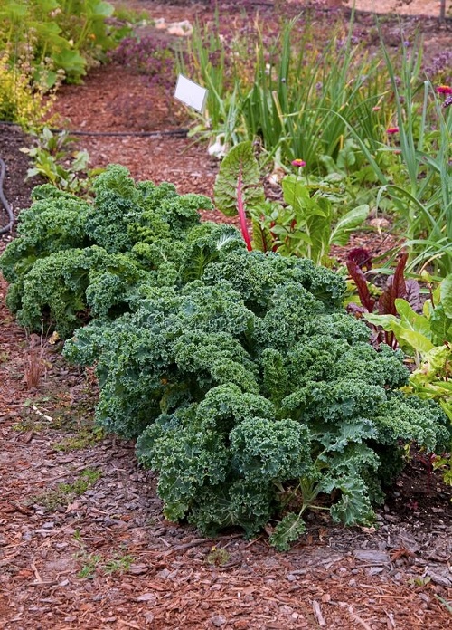 Cruciferous Vegetables 7