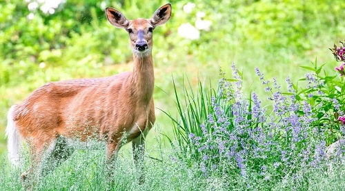 48 Best Deer Resistant Perennials 14