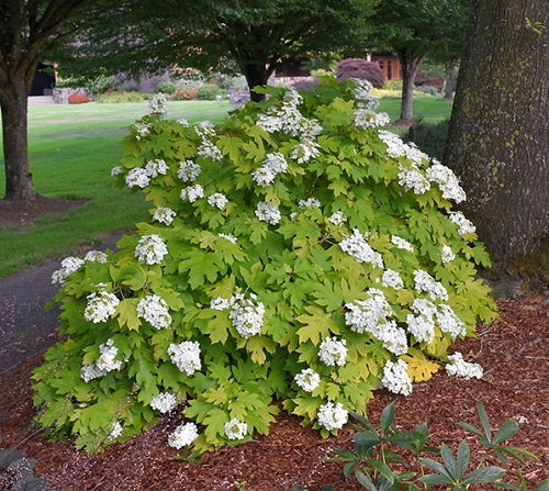 Stunning Oakleaf Hydrangea Varieties 7