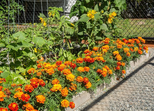 Marigold Pest Control