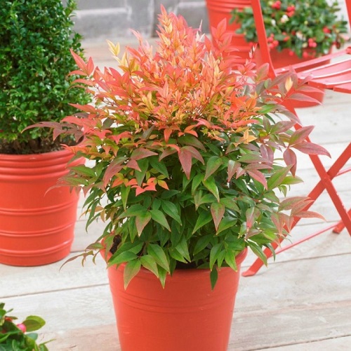 Growing Nandina Domestica in Pots 1