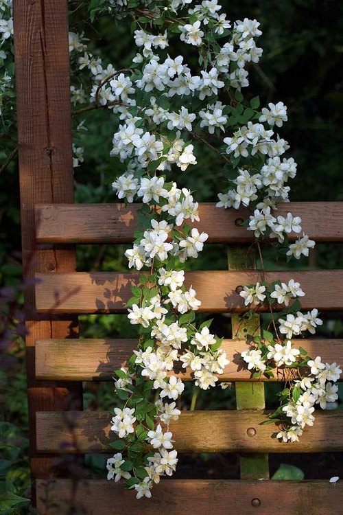 Philadelphus Lewisii 3