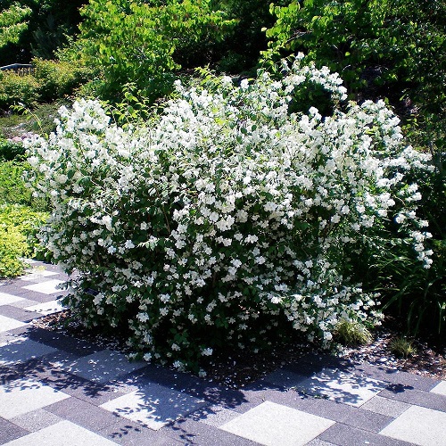 Philadelphus Lewisii 2