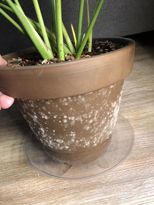 How to Get Rid of Mold on Clay and Terracotta Pots 1