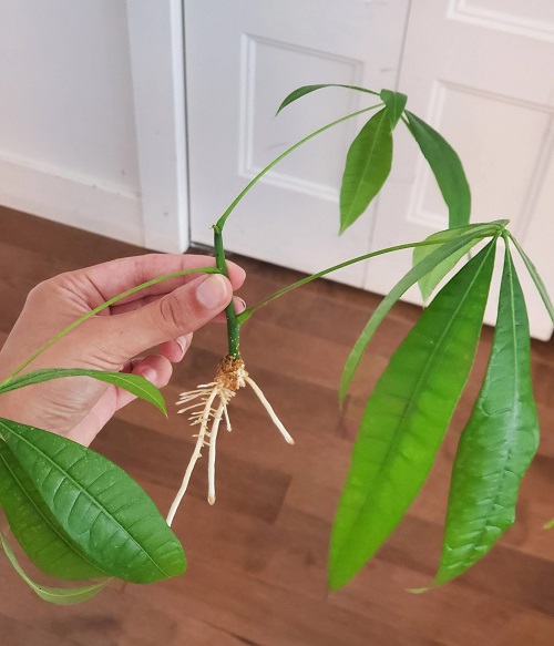 How to Propagate a Money Tree 2