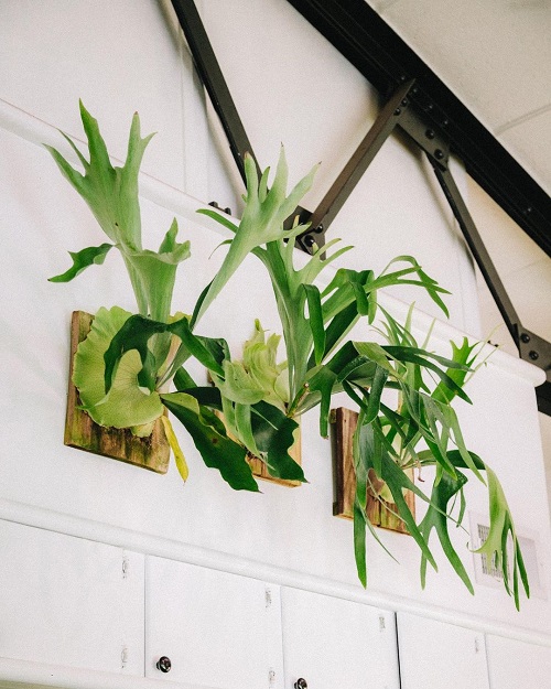 Mounted Staghorn Fern 9