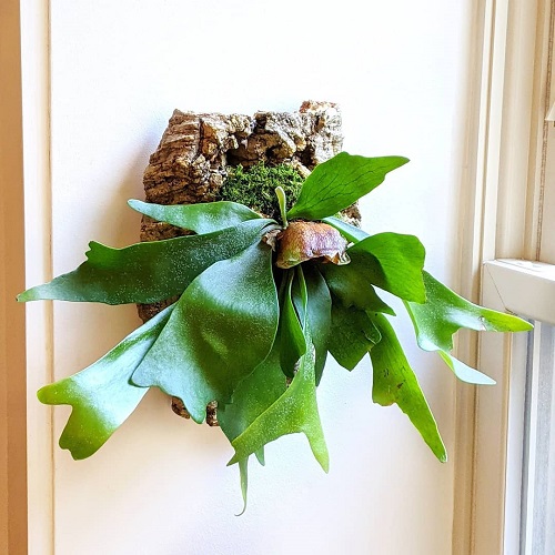 Mounted Staghorn Fern 11