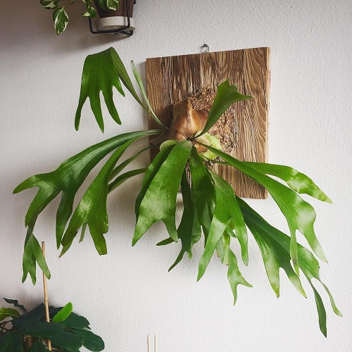 Mounted Staghorn Fern 13