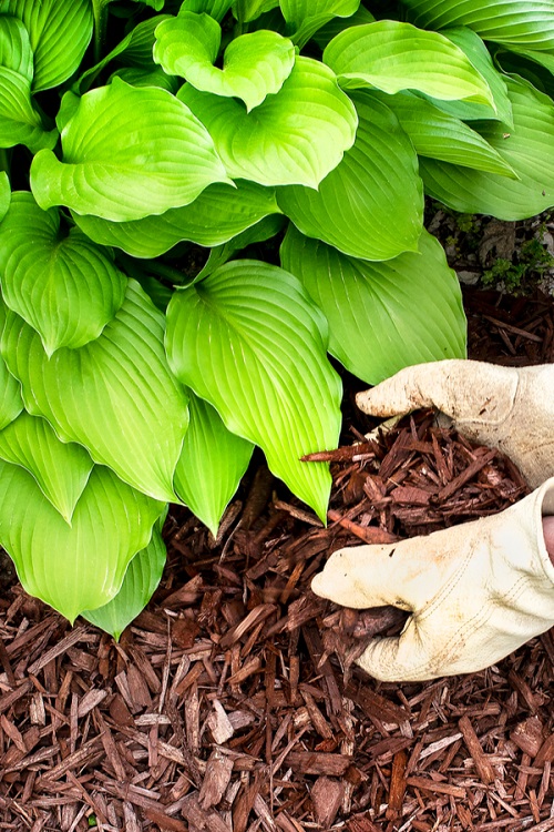 Best Gardening Tricks to Care for Hostas 18