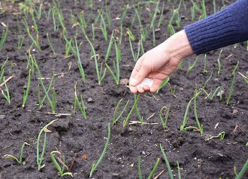 Growing Bigger Onions 6