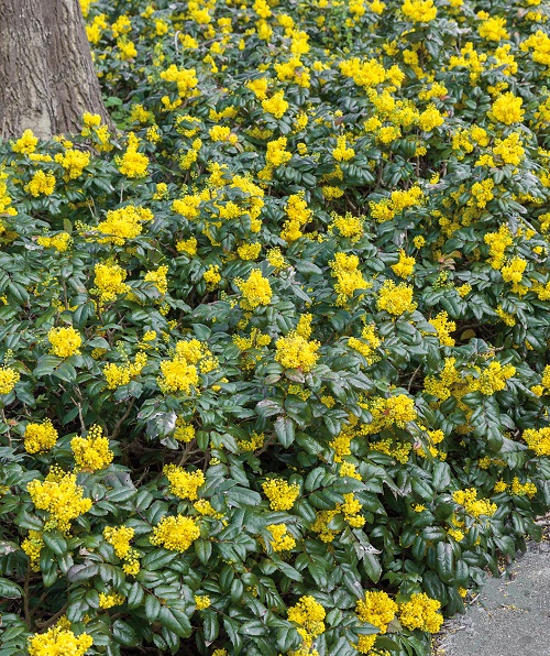 Low Maintenance Evergreen Shrubs 42