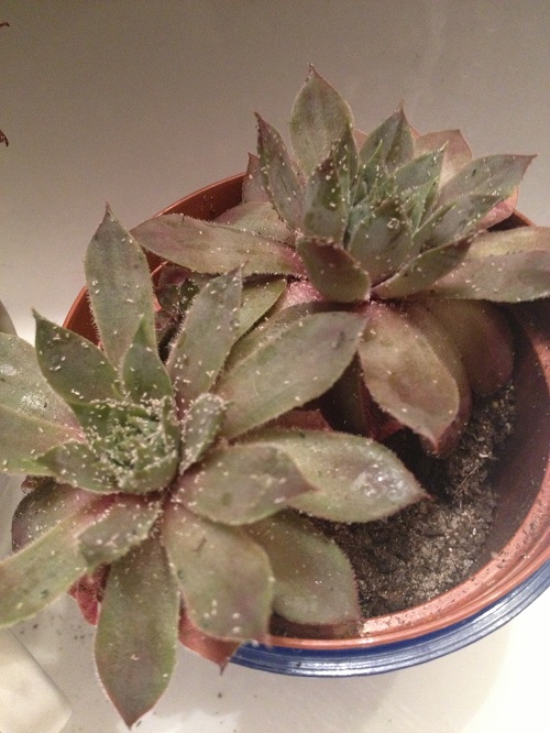 Succulent Leaves Turning Yellow 4