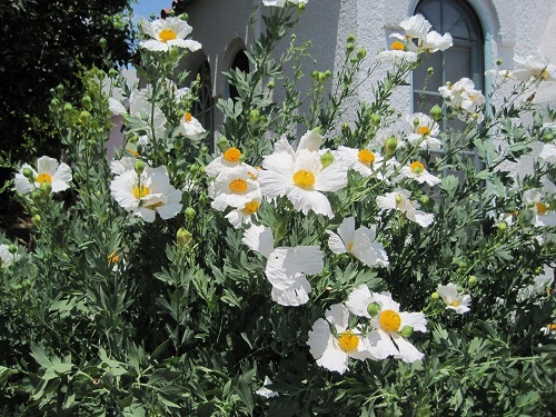 Wild Flowers in California 6