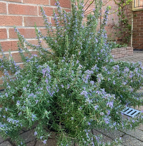 Growing Rosemary From Cuttings | How to Propagate a Rosemary Plant 1