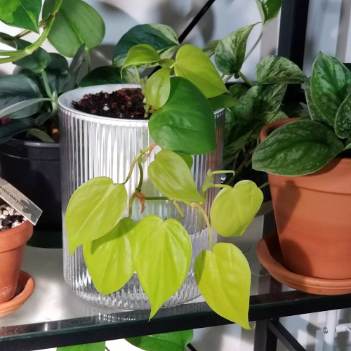 Indoor Plant Watering Tricks 3