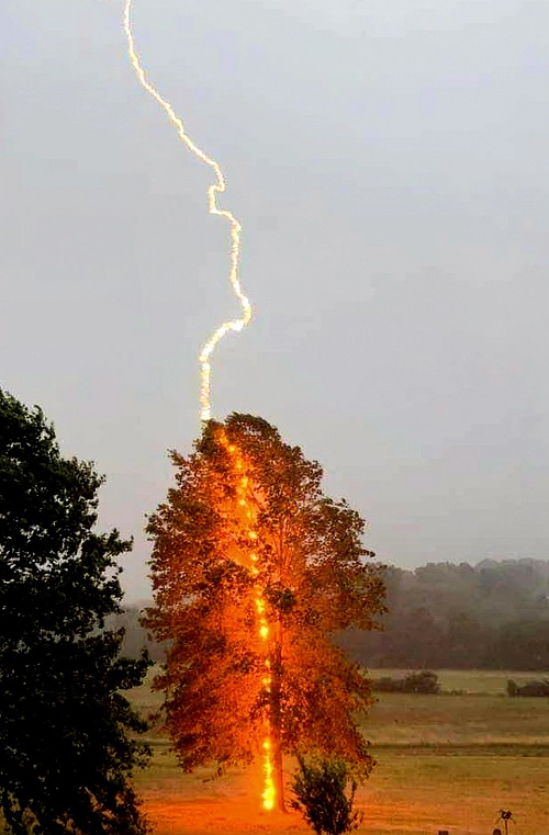 Tree Struck by Lightning