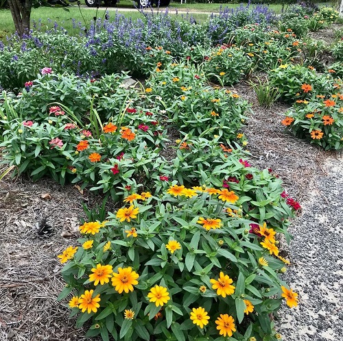 Zahara Zinnias