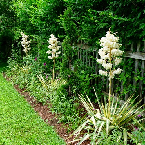 Spiky Plants 1