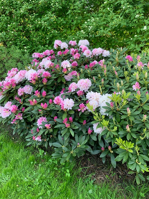 Low Maintenance Evergreen Shrubs 1