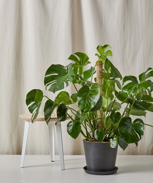 Indoor Plant Leaves Turning Black 1