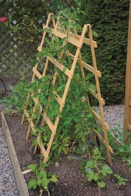 DIY Bean Trellis 3