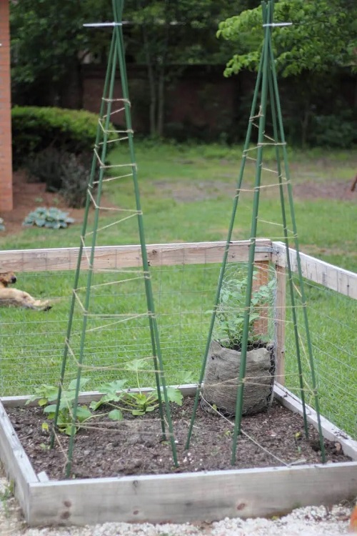 DIY Bean Trellis 5