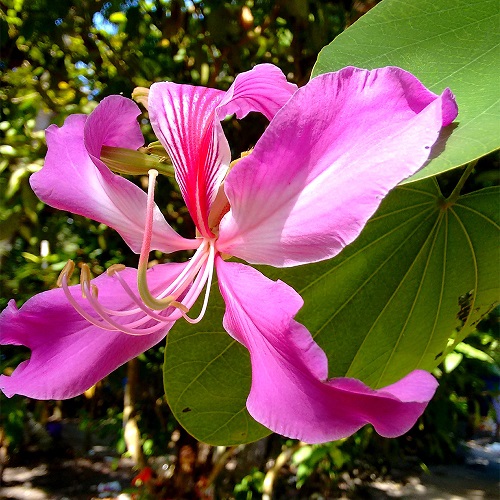 Flowers that Look Like Orchids 5