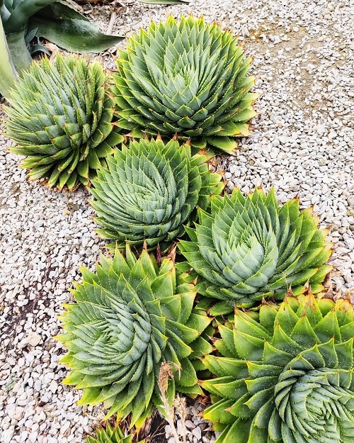 Spiky Plants 7