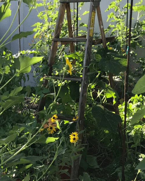 DIY Bean Trellis 7