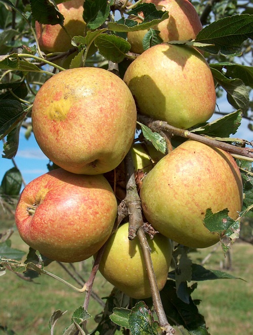 Yellow Apple Varieties 7