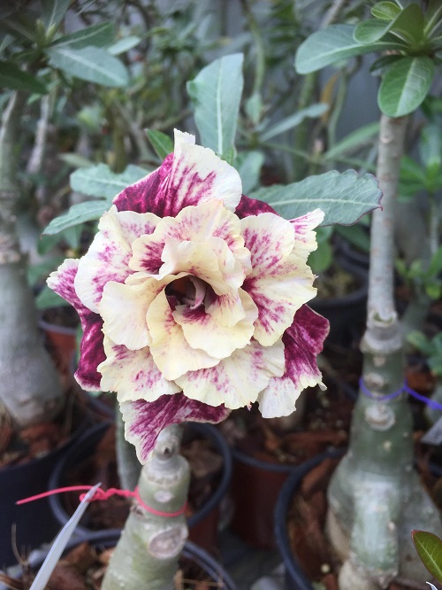 Types of Desert Rose Varieties 22