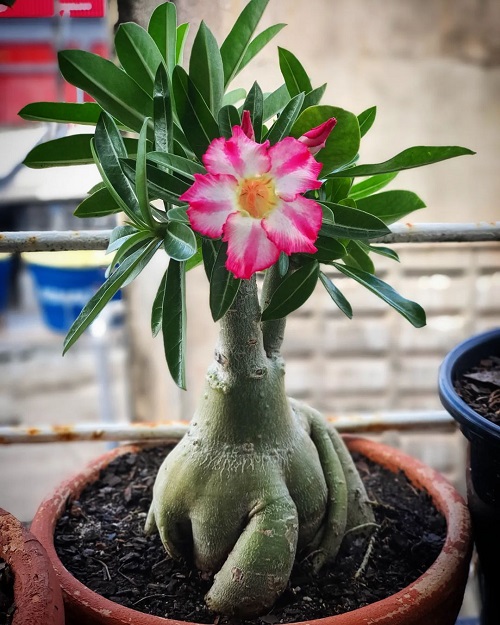 Types of Desert Rose Varieties 10