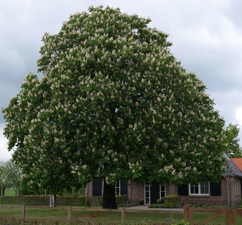 Common California Native Plants 23