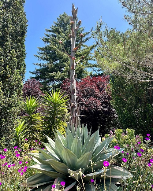 Plants Similar To Yucca 1