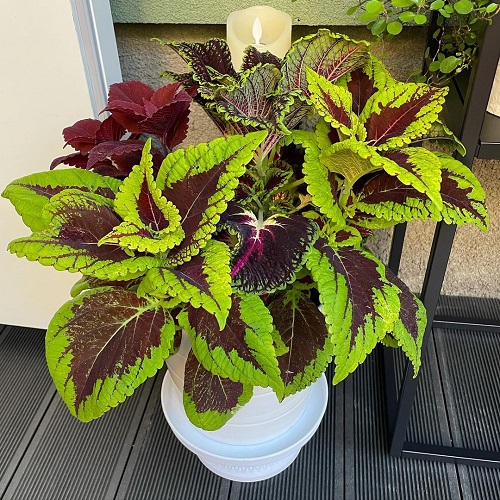 Purple Coleus Varieties 4